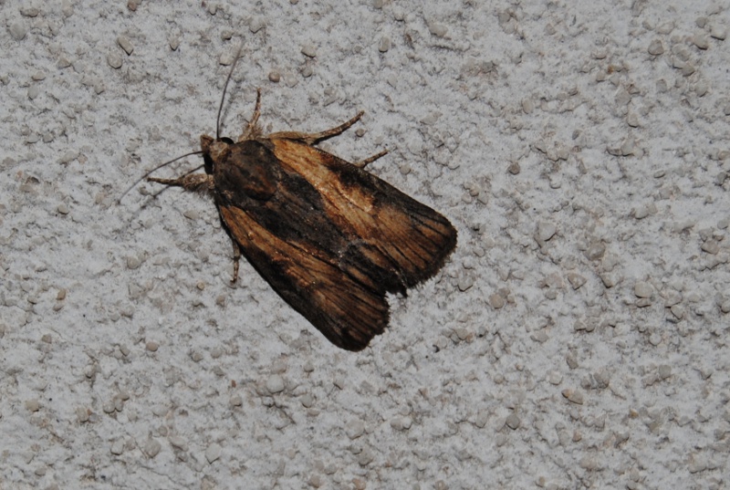 ID - Bryophila (Bryoleuca) raptricula?